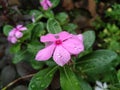 Raindrops wet the purple vinca flowers Royalty Free Stock Photo