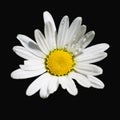 Raindrops on a white daisy, on a black background, isolated Royalty Free Stock Photo