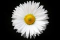 Raindrops on a white daisy, on a black background, isolated. Royalty Free Stock Photo