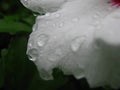 Raindrops on a white petal Royalty Free Stock Photo