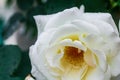 Fully open white rose with green petals in garden on flower bed. Blooming beautiful rose on background of green leaves of garden