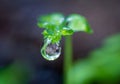 raindrops that will fall to the ground Royalty Free Stock Photo