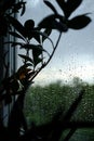Raindrops on the window glass on a cloudy day, in the foreground a blurred houseplant. Royalty Free Stock Photo