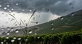Raindrops on a Window Overlooking a Vineyard During a Storm Royalty Free Stock Photo
