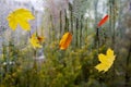 Raindrops on a window pane with colorful leaves on a blurred background. Royalty Free Stock Photo