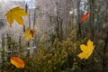 Raindrops on a window pane with colorful leaves. Royalty Free Stock Photo