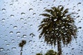 Raindrops on the window on a rainy day; palm tree visible in the background; California Royalty Free Stock Photo