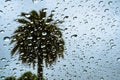 Raindrops on the window on a rainy day; palm tree visible in the background; California Royalty Free Stock Photo