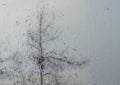 Raindrops on Window with a Tree Outside in the Background