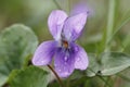 Raindrops on Woolly Blue Violet in Spring