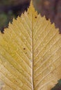 Raindrops on a yellow autumn leaf close-up. Macro photo Royalty Free Stock Photo