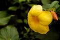 Raindrops on yellow flower, natural backgrounds