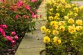 Raindrops on yellow and Red Rose Royalty Free Stock Photo