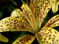 Raindrops on yellow tiger Lily petals in the garden, macro Royalty Free Stock Photo