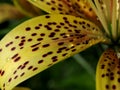 Raindrops on yellow tiger Lily petals in the garden, macro Royalty Free Stock Photo