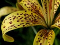 Raindrops on yellow tiger Lily petals in the garden, macro Royalty Free Stock Photo