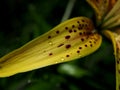 Raindrops on yellow tiger Lily petals in the garden, macro Royalty Free Stock Photo