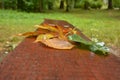 Yellow fallen leaf on a board wet from the rain