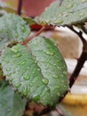 Rained rose leaf