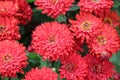 Rainfall glistening red Chrysanthemum flowers