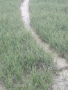 Rainfall in Wheat crop in Uttarpradesh India