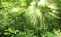 Rainforest Royalty Free Stock Photo