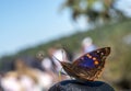 Doxocopa agathina butterfly at iguazu falls