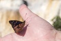 Doxocopa agathina butterfly at iguazu falls