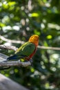 Portrait of a jandaya parrot