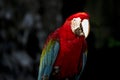 Portrait of a scarlet macaw. endangered birds