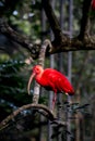 Scarlet ibis, also called red corocoro, red corocoro, corocora, red heron, sidra or guarÃÂ¡