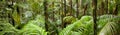 Rainforest - banner image Royalty Free Stock Photo