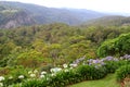 Panorama of rainforest and Agapanthus flowers, Mount Tamborine, Australia