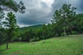 Rainforest in boscage with rain clouds perspective