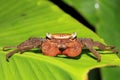 Rainforest Canopy Crab