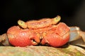Rainforest Canopy Crab Royalty Free Stock Photo