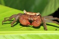 Rainforest Canopy Crab