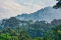 Rainforest canopy with morning mist in Bwindi Impenetrable National Park Royalty Free Stock Photo