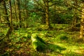 Rainforest at Cape Disappointment, Washington.