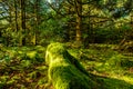 Rainforest at Cape Disappointment, Washington. Royalty Free Stock Photo