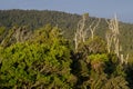 Rainforest in The Catlins. Royalty Free Stock Photo