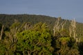 Rainforest in The Catlins. Royalty Free Stock Photo