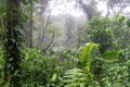 La Fortuna Cloud Forest, Rainforest, Costa Rica
