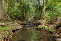 Rainforest Creek Royalty Free Stock Photo