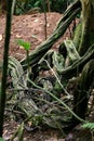 Rainforest Curly Tape Vine