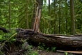 Rainforest Damaged Tree