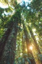 Rainforest of Dorrigo National Park, New South Wales, Australia Royalty Free Stock Photo