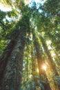 Rainforest of Dorrigo National Park, New South Wales, Australia