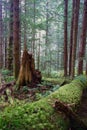 Rainforest Fallen Logs Rotted Stump Moss Covered Tree Trunk