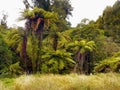 Rainforest, New Zealand Royalty Free Stock Photo